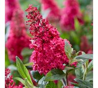YouGarden Buddleia Dav Butterfly Candy Little Ruby 3L