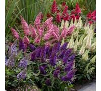 You Garden - 3 X Buddleia Davidii 'butterfly Candy' Collection In 9Cm Pots - Bee Friendly Plants For Garden
