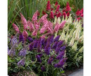 YouGarden Buddleia Davidii 'Butterfly Candy' Collection in 9cm Pots x3