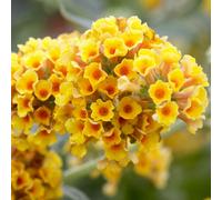 YouGarden Buddleia Sungold Plant Pot 9cm 3 Pack - Size: 9 x 9 x 15cm - Yellow - Wilko