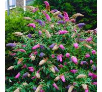 YouGarden Buddleia Tricolour 2L pot