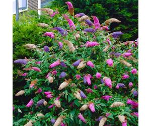 YouGarden Buddleia Tricolour 2L pot