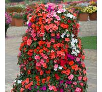 YouGarden Busy Lizzie 'Beacon Mix' Garden Ready Plants x20