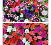 YouGarden Busy Lizzie Beacon & Petunia 'Easy Wave' Plug Plant Colle...