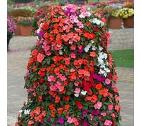 YouGarden Busy Lizzie 'Beacon' plug plants x12