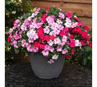 YouGarden Busy Lizzie 'Beacon Raspberry' Garden Ready Plants x20