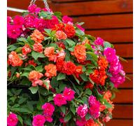 YouGarden Busy Lizzie 'Glimmer' Collection plug x12
