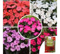 YouGarden Busy Lizzie Solarscape Garden Ready Plants x20 & 100g Fer...