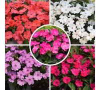 YouGarden Busy Lizzie 'Solarscape', Set of 20 Garden Ready Plants, Ready to Plant, Container or Garden Border Plants, for Spring to Summer Flowering