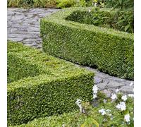 Yougarden Buxus Sempervirens Box Hedging Plant - 9Cm Pot