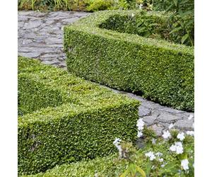 Yougarden Buxus Sempervirens Box Hedging Plant - 9Cm Pot