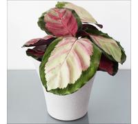 YouGarden Calathea Rosy in a 11cm Pot