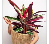 YouGarden Calathea 'Triostar' in a 14cm pot