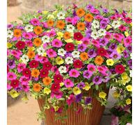 YouGarden Calibrachoa 'Million Bells' Plug Plant Collection x12
