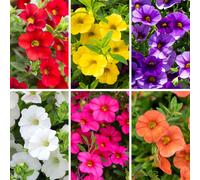 YouGarden Calibrachoa 'Million Bells' Plug Plant Collection x6
