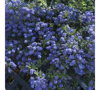 Yougarden Californian Lilac Ceanothus Thyrsiflorus Var. Repens In 2L Pot, Garden Ready Lilac Tree