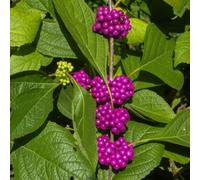 Yougarden Callicarpa Bodinieri 'profusion' Beautyberry Plants Set Of 3 In 9Cm Pots