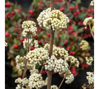 YouGarden Callicarpa 'Magical Snowstar' Beautyberry, Established Plant in 3L Pot, Ready to Plant