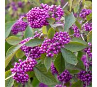 YouGarden Callicarpa Profusion Beauty Berry in 3L pot