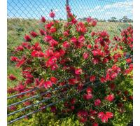 YouGarden Callistemon Bottlebrush Red Star in a 2L pot