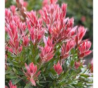 YouGarden Callistemon Red Rocket in a 17/18cm pot x2