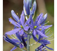 Yougarden Camassia Quamash, 100 X Bulbs, Size 6+, Spring Flowers, Hardy And Easy To Grow