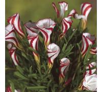 YouGarden Candy Cane Sorrel, 20 x Bulbs, Spring Flowering Garden Plants, Ready to Plant Oxalis Versicolor Bulbs
