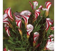 Yougarden Candy Cane Sorrel, 20 X Bulbs, Spring Flowering Garden Plants, Ready To Plant Oxalis Versicolor Bulbs