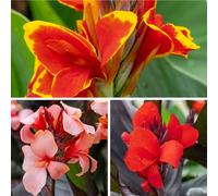 YouGarden Canna Cannova Collection 9cm x3