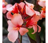 YouGarden Canna Lily 'Cannova Bronze Peach', 3 x Established Plants in 9cm Pots, Tropical Foliage, Peach Flowers, Great for Pots