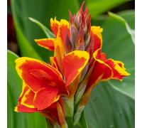 YouGarden - Canna Lily ‘Red Golden Flame’ Established Plant in 9cm Pot