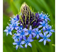 Yougarden Caribbean Lily Bulbs, 6 X Bulbs Size 16/18, Scilla Peruviana, Plant Out Now For Spring Flowering