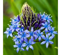 Yougarden Caribbean Lily Bulbs, Pack Of Three Bulbs Size 16/18, Scilla Peruviana, Autumn Bulbs To Plant Out Now For Spring