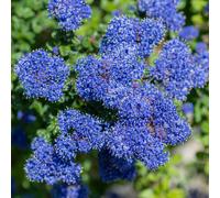 YouGarden Ceanothus thyrsiflorus repens in 9cm pot x3