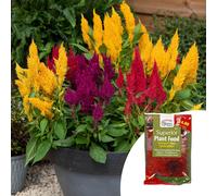 YouGarden Celosia First Flame Mixed Plug Plants x12 & 100g Fertiliser