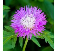 YouGarden Centaurea dealbata, 10 x Bare Root Plants, Hardy Perennial Cornflower, Lavender Pink Flowers, Ready To Plant