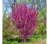Yougarden Cercis Chinensis 'avondale', Compact Patio Tree, 1 X 5 Litre Pot, Deep Pink Flowers, Ready To Plant