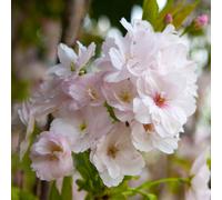 YouGarden Cherry 'Amanogawa' Tree bare root