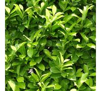 YouGarden Cherry Laurel, 2 x Evergreen Hedging Plants in 3 Litre Pots, Fast Growing Garden Shrubs