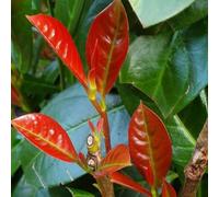 YouGarden Cherry Laurel 'On Fire', 1 x Prunus laurocerasus, Established Plant in a 9cm Pot, Year-Round Colour and Structure