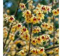YouGarden Chimonanthus praecox in 2L pots x2