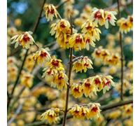 Yougarden Chimonanthus Praecox, Set Of Two Established Plants In 2 Litre Pots, Fragrant Winter-Flowering Shrubs, Ready To Plant