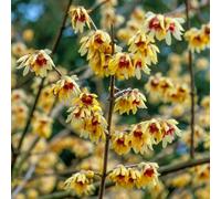 YouGarden Chimonanthus Praecox, Set of Two Established Plants in 2 Litre Pots, Fragrant Winter-Flowering Shrubs, Ready to Plant