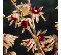 Yougarden Chimonanthus Praecox (Wintersweet) Hardy Shrub Plant In 9Cm Pot 20Cm Tall