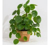 YouGarden Chinese Money Plant in 12cm pot