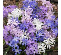 Yougarden Chionodoxa Lucilaea, Glory Of The Snow, 120 X Bulbs, Size 4/5, Ready To Plant, Early Spring Flowering Garden Plants, Con