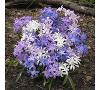 Yougarden Chionodoxa Lucilaea (Glory Of The Snow) Size:4/5 Pack Of 60