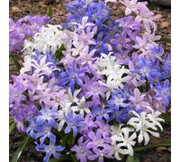 YouGarden Chionodoxa 'luciliae' x120 bulbs