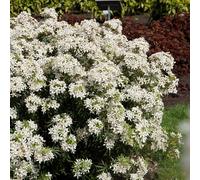 YouGarden Choisya dewitteana 'White Dazzler', 1 x 15cm Pot, Award Winning, Compact Evergreen Shrub, Ready to Plant