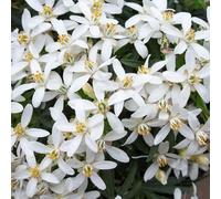 YouGarden Choisya dewitteana 'White Dazzler' 15cm pot